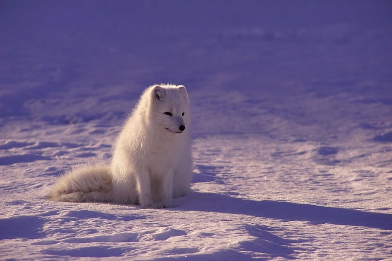Arctic Research Mission